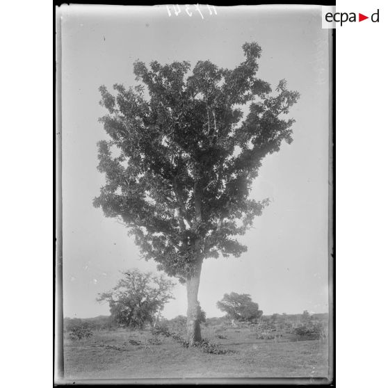 Piste de Garoua à Tschamba. Tschéboa. Un karité. [légende d'origine]