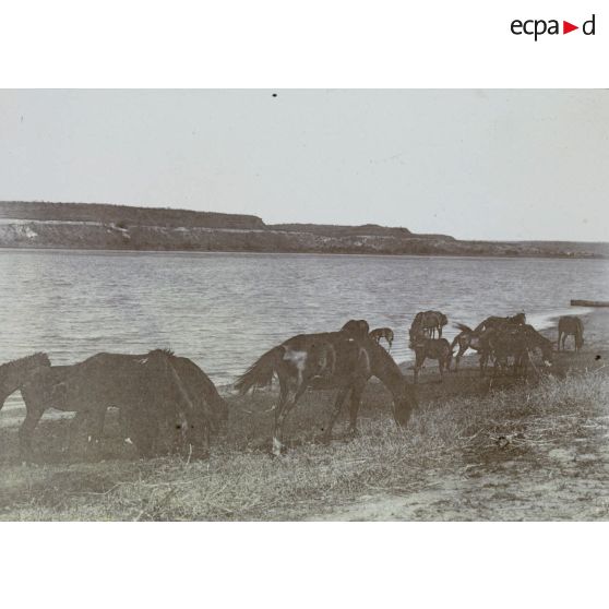 [Des chevaux s'abreuvent au bord d'un fleuve, s. d.]