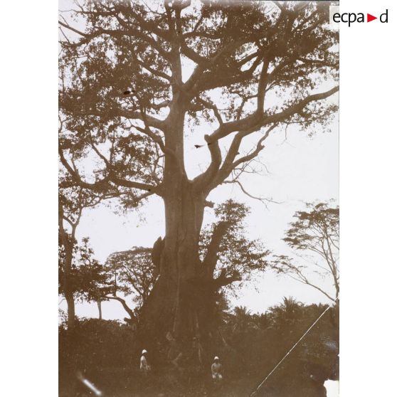 [Deux soldats de l'infanterie coloniale sous un arbre fromager, s. d.]