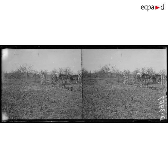 Happencourt (Aisne). Cantonnement de chevaux. La trainée en haut de la photo représente l'extrémité dune saucisse française, descendue par un avion allemand et tombant en flammes. [légende d'origine]