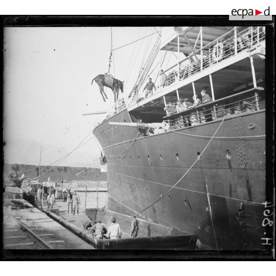 Toulon. Embarquement des mulets à bord de la Provence. [légende d'origine]