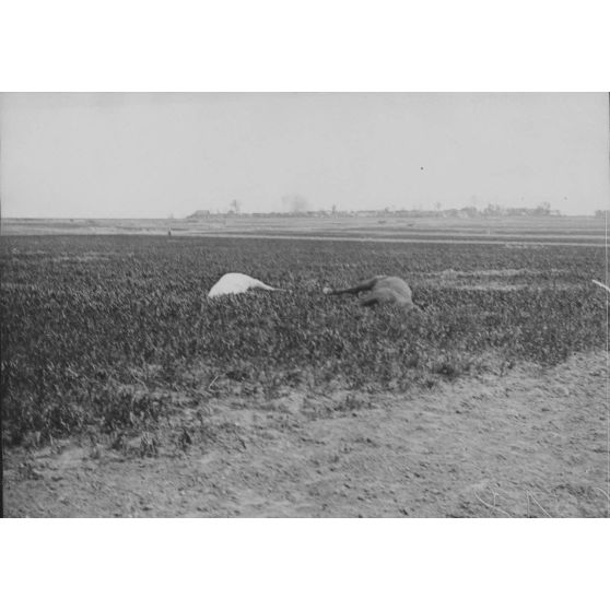 V2658. Vue du village de Gentelles bombardé. [légende d'origine]