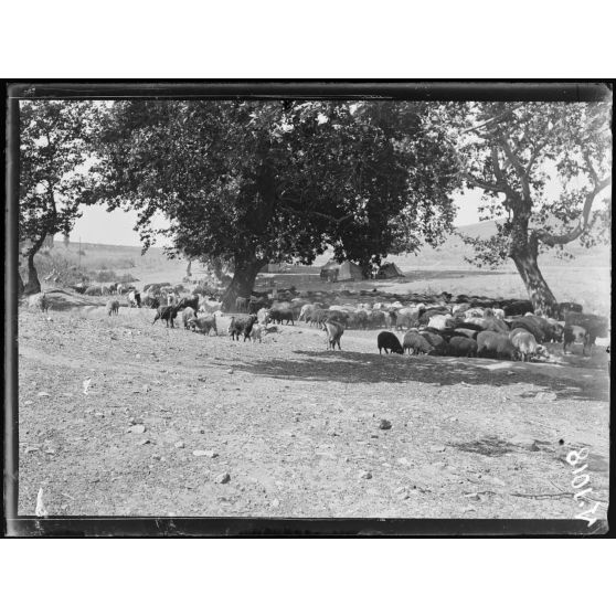 Avret-Hisar. Troupeau de moutons et petit campement. Vue prise de la forteresse. [légende d'origine]