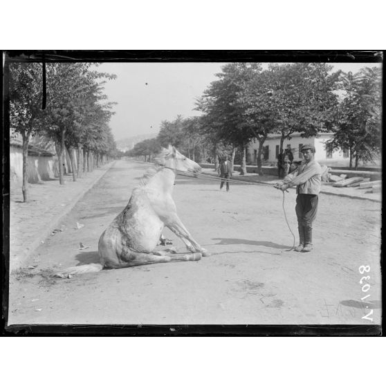 31 août 1916, Salonique. La première victime de la révolution : cheval blessé. [légende d'origine]