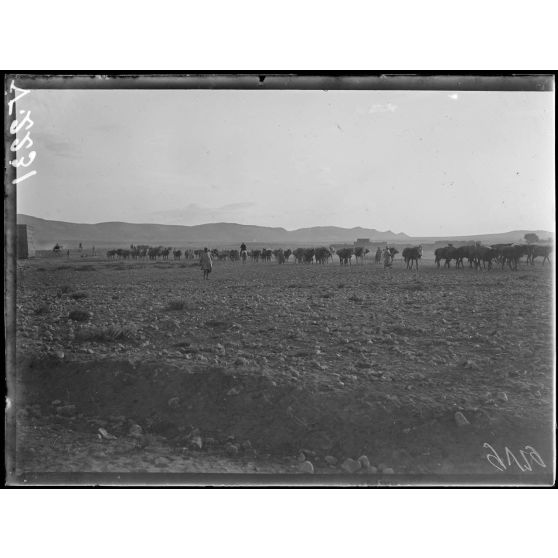 Opérations militaires sur la Haute Moulouya (Maroc). Les mulets de l'intendance à Tafagourt. [légende d'origine]