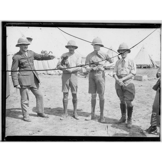 Camp anglais près de Salonique. Les mascottes du camp. [légende d'origine]