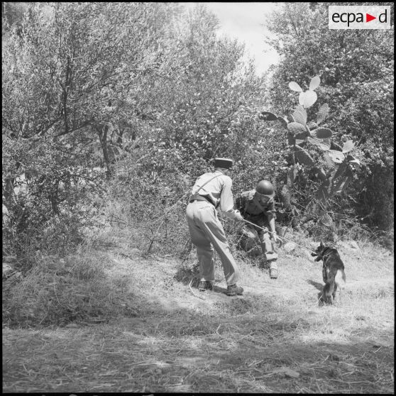 Exercice pour le 5e RCA  (régiment de chasseurs d'Afrique) et le 2e RTA (régiment de tirailleurs algériens) à Yakouren.