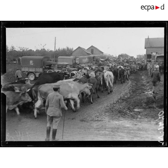 Braine, arrivée d'un troupeau à l'abattoir. [légende d'origine]