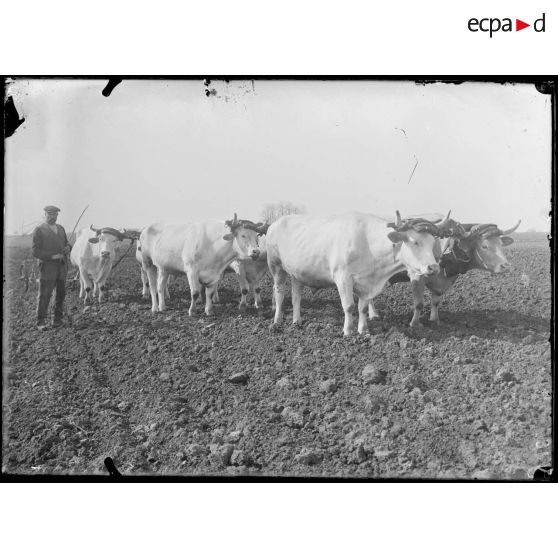 Environs de Clermont (Oise). Les travaux de labour. Attelage de 6 boeufs. [légende d'origine]