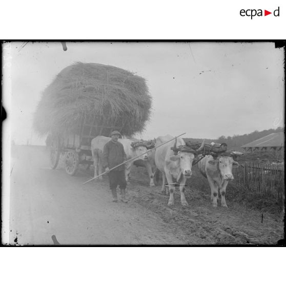 Environs de Clermont (Oise). Les travaux des champs. Voiture de paille attelée à des boeufs. [légende d'origine]