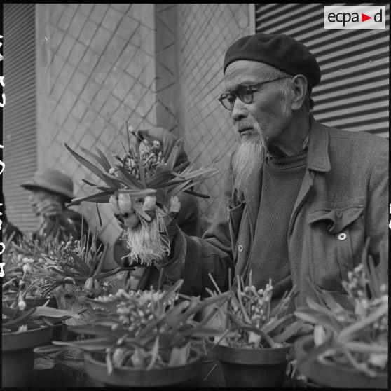 Un vieil homme choisit des narcisses lors des préparatifs du Têt.