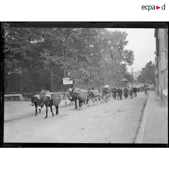 Jonchery (Marne). Anes traversant l’avenue de la gare. [légende d’origine]