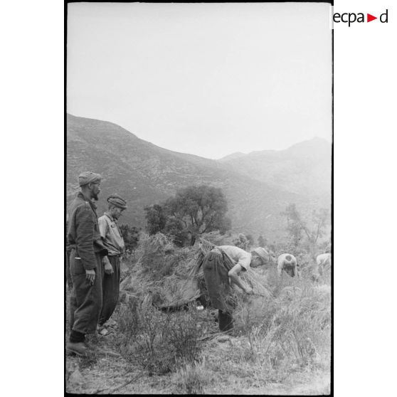 Des goumiers d'un goum du 2e GTM (groupe de tabors marocains) camouflent les toiles de tente de leur bivouac à l'aide de brousailles. A l'arrière-plan sur la droite, le col de Teghime.