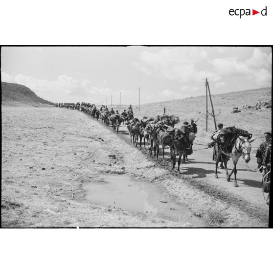 Des goumiers et des mulets du 11e tabor du 4e GTM (groupe de tabors marocains) progressent sur une piste pendant une manoeuvre du CEF (corps expéditionnaire français).