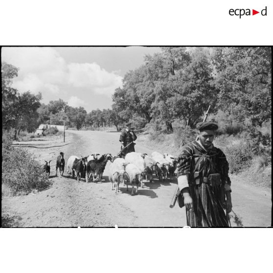 Des goumiers du 11e tabor du 4e GTM (groupe de tabors marocains), convoient des chèvres et des moutons, ravitaillement de l'unité, pendant une manoeuvre du CEF (corps expéditionnaire français).