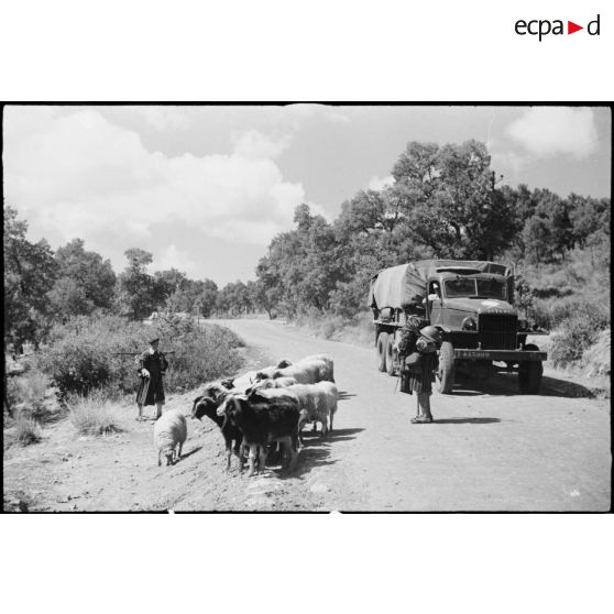 Des goumiers du 11e tabor du 4e GTM (groupe de tabors marocains), convoient des chèvres et des moutons, ravitaillement de l'unité, pendant une manoeuvre du CEF (corps expéditionnaire français).