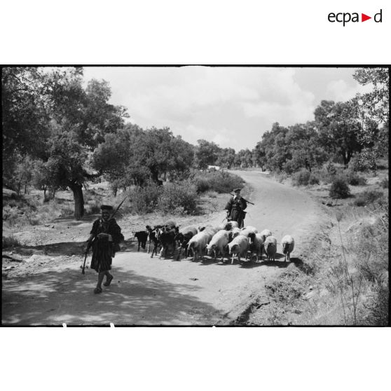 Des goumiers du 11e tabor du 4e GTM (groupe de tabors marocains), convoient des chèvres et des moutons, ravitaillement de l'unité, pendant une manoeuvre du CEF (corps expéditionnaire français).