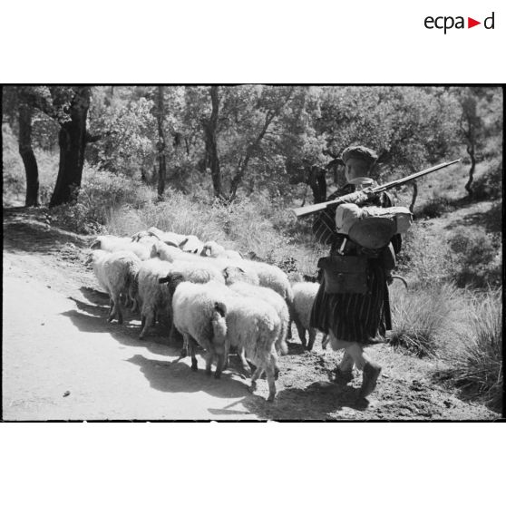 Un goumier du 11e tabor du 4e GTM (groupe de tabors marocains), convoie des moutons, ravitaillement de l'unité, pendant une manoeuvre du CEF (corps expéditionnaire français).