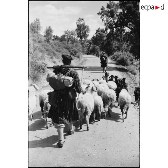 Des goumiers du 11e tabor du 4e GTM (groupe de tabors marocains), convoient des chèvres et des moutons, ravitaillement de l'unité, pendant une manoeuvre du CEF (corps expéditionnaire français).