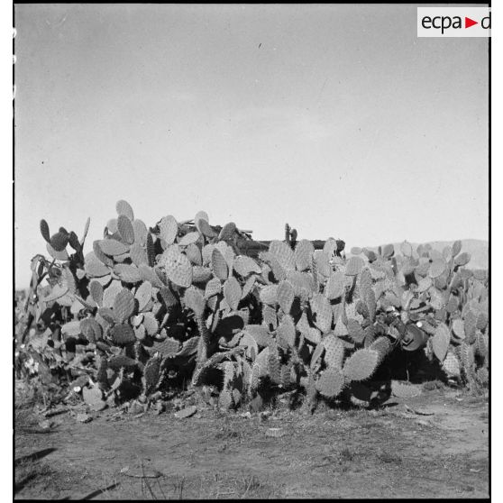 Dans le secteur de Fondouk el-Okbri, un automoteur M3 GMC, canon de 75 mm monté sur châssis d'half-track M3 d'un bataillon de chasseurs de chars de la 1re DB (division blindée) du 2e CA (corps d'armée) américain est camouflé au milieu de cactus.