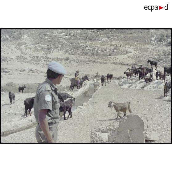 Troupeau de chèvres sur un terrain de déminage au sud du Liban.