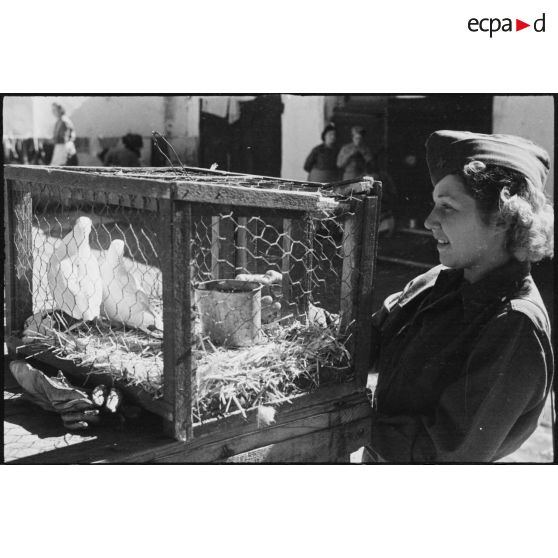 Une volontaire féminine conductrice à la 521e compagnie sanitaire donne à manger à des pigeons en cage.