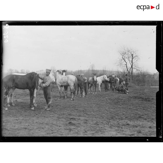 Spahis marocains. Pansage des chevaux. [légende d'origine]