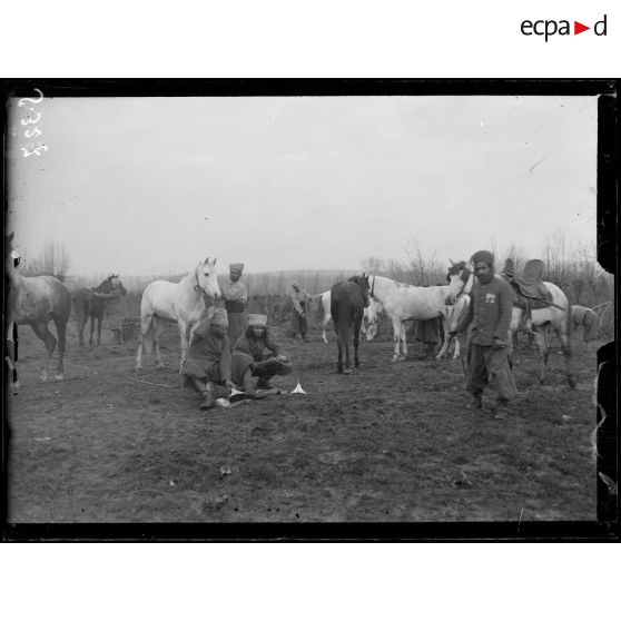 Spahis marocains. Pansage des chevaux. [légende d'origine]