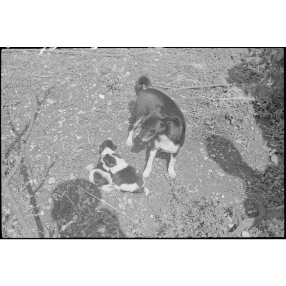 Sur l'aérodrome de Valence-Chabeuil (Drôme), occupé par le Luftlandegeschwader 1, une chienne et ses chiots.