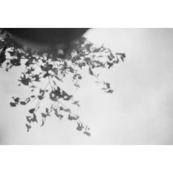 Les branches d'un arbre prises par erreur par le photographe.