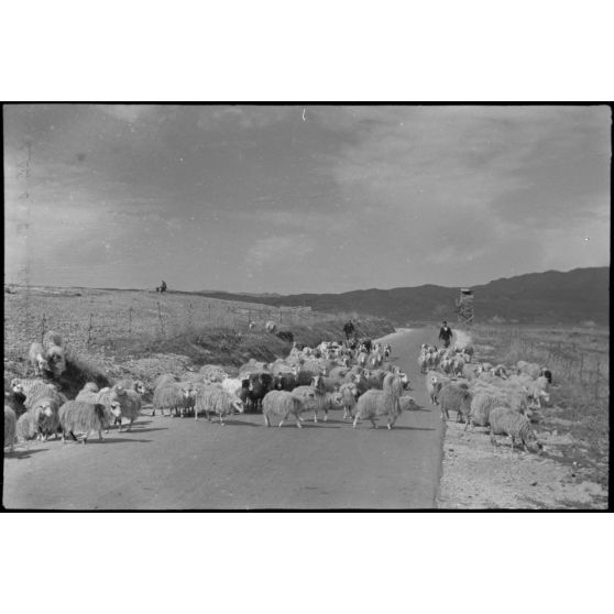 En Crète, un berger et ses moutons.