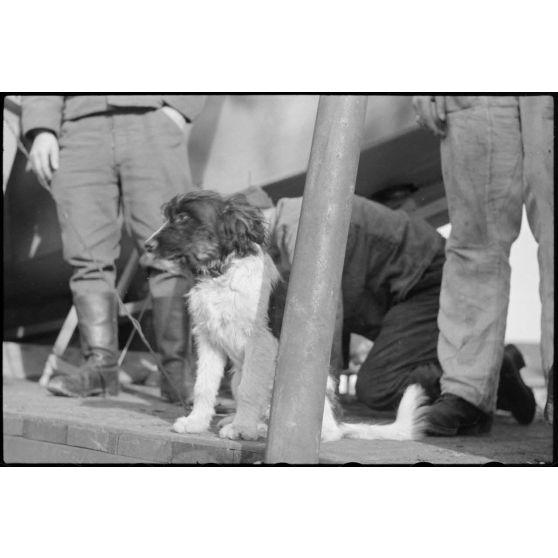 Sur le terrain d'aviation de Gardermoen, la mascotte du 8./LLG 1 (Lulftlandegeschwader 1) vient perturber le personnel du groupe lors de la fixation des planeurs DFS-230 sur des wagons de chemin de fer.