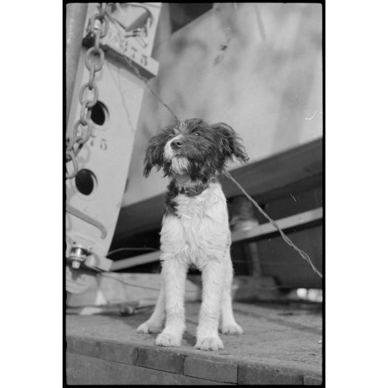 Sur le terrain d'aviation de Gardermoen, la mascotte du 8./LLG 1 (Lulftlandegeschwader 1) vient perturber le personnel du groupe lors de la fixation des planeurs DFS-230 sur des wagons de chemin de fer.