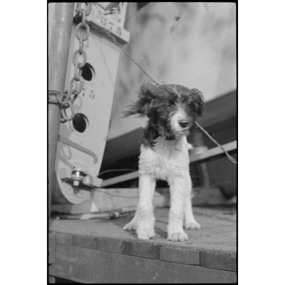 Sur le terrain d'aviation de Gardermoen, la mascotte du 8./LLG 1 (Lulftlandegeschwader 1) vient perturber le personnel du groupe lors de la fixation des planeurs DFS-230 sur des wagons de chemin de fer.