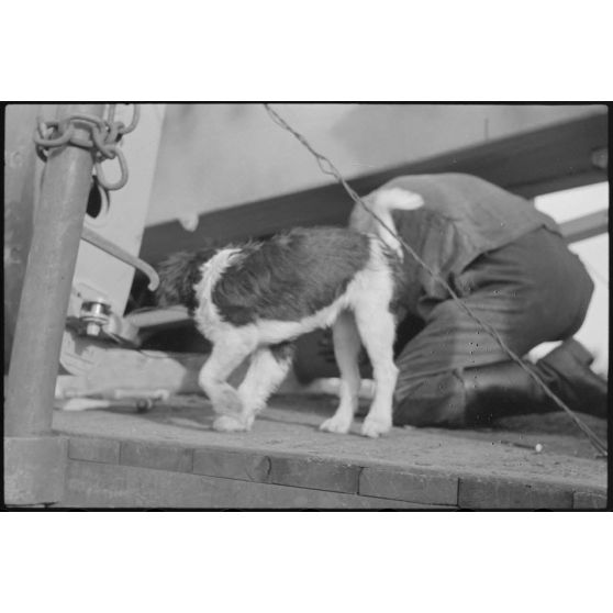 Sur le terrain d'aviation de Gardermoen, la mascotte du 8./LLG 1 (Lulftlandegeschwader 1) vient perturber le personnel du groupe lors de la fixation des planeurs DFS-230 sur des wagons de chemin de fer.