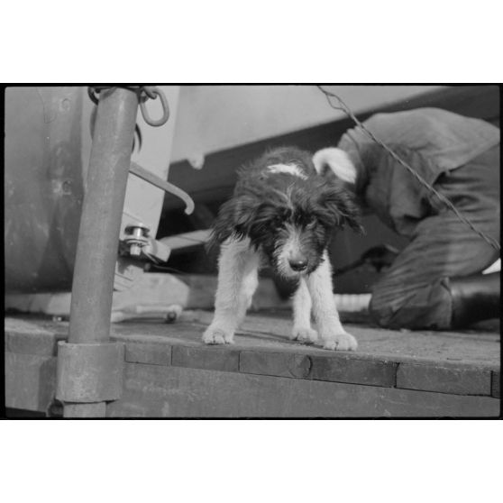 Sur le terrain d'aviation de Gardermoen, la mascotte du 8./LLG 1 (Lulftlandegeschwader 1) vient perturber le personnel du groupe lors de la fixation des planeurs DFS-230 sur des wagons de chemin de fer.