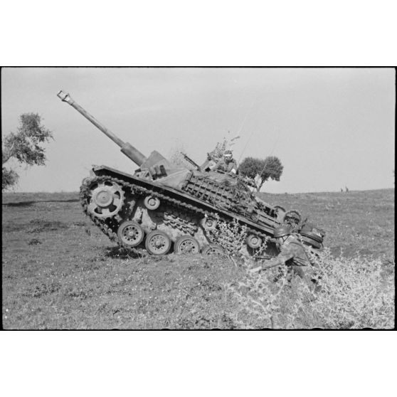 Les Sturmgeschütz III, canons d'assaut allemands au service des Italiens au sein du Sturmgeschütz-Abteilung 242.