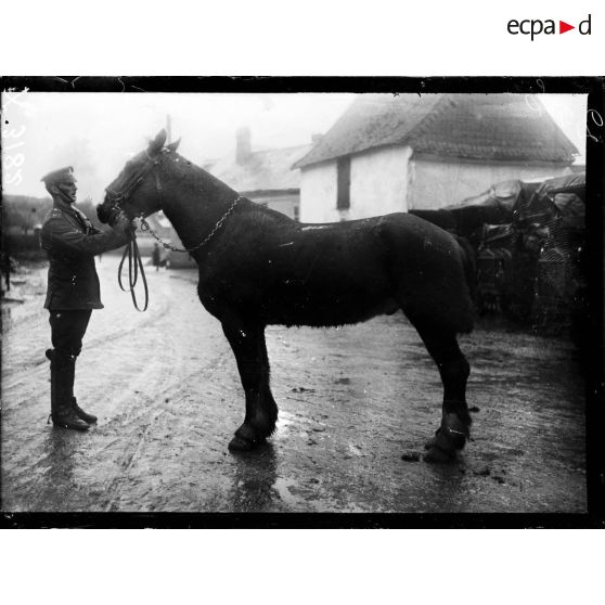 Types de chevaux de l'artillerie lourde anglaise. [légende d'origine]