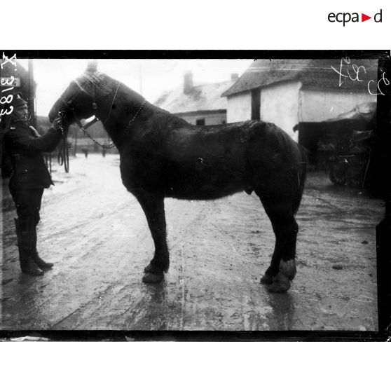 Types de chevaux de l'artillerie lourde anglaise. [légende d'origine]