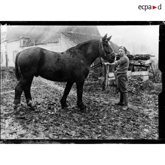 Types de chevaux de l'artillerie lourde anglaise. [légende d'origine]