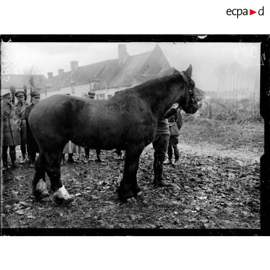 Types de chevaux de l'artillerie lourde anglaise. [légende d'origine]