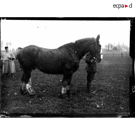 Types de chevaux de l'artillerie lourde anglaise. [légende d'origine]