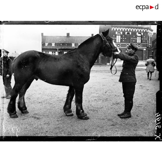 Types de chevaux de l'artillerie lourde anglaise. [légende d'origine]