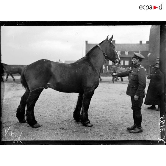 Types de chevaux de l'artillerie lourde anglaise. [légende d'origine]