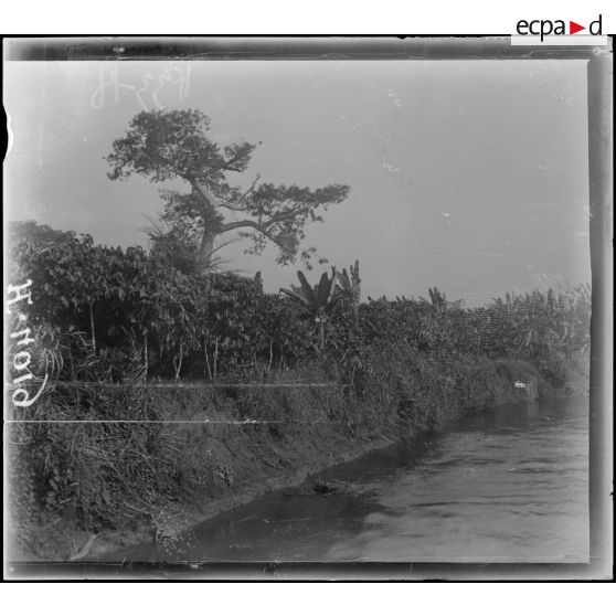 Rives du Wouri. Plantations de cacaoyers. [légende d'origine]