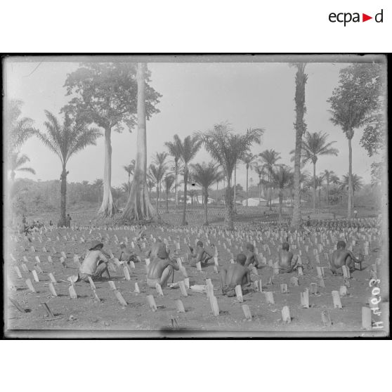 Djombé. Pose des tiges protectrices au moment de la transplantation. [légende d'origine]