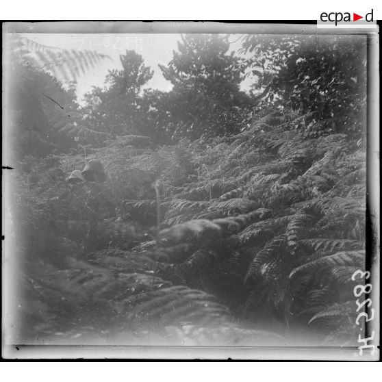 Campo. Plantation d'Hypono. Une vue de la plantation envahie par la brousse. [légende d'origine]