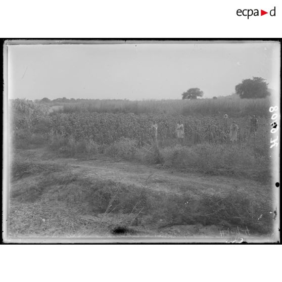 Ourodouli. Champ de tabac. [légende d'origine]