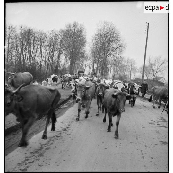 Plan moyen d'un troupeau de vaches qui déambule sur une route.