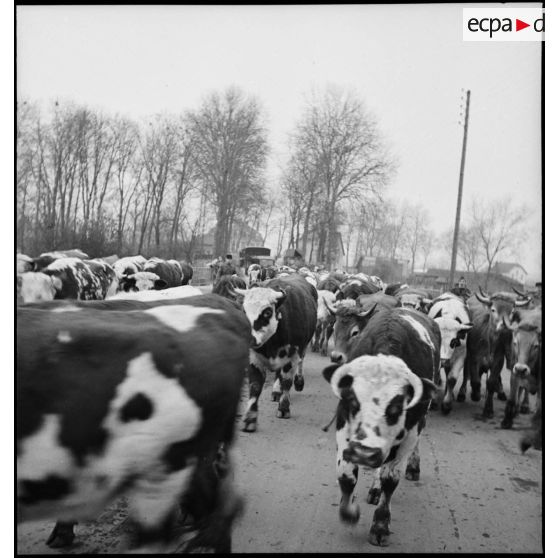 Plan moyen d'un troupeau de vaches qui déambule sur une route.